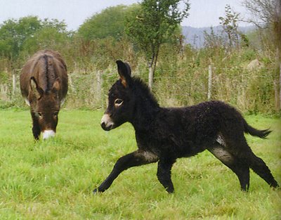 https://pinkbananamilk.files.wordpress.com/2013/10/cute-baby-donkey-horse.jpg