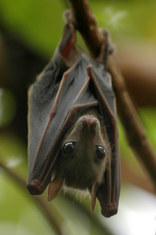Picture Of Bats 9